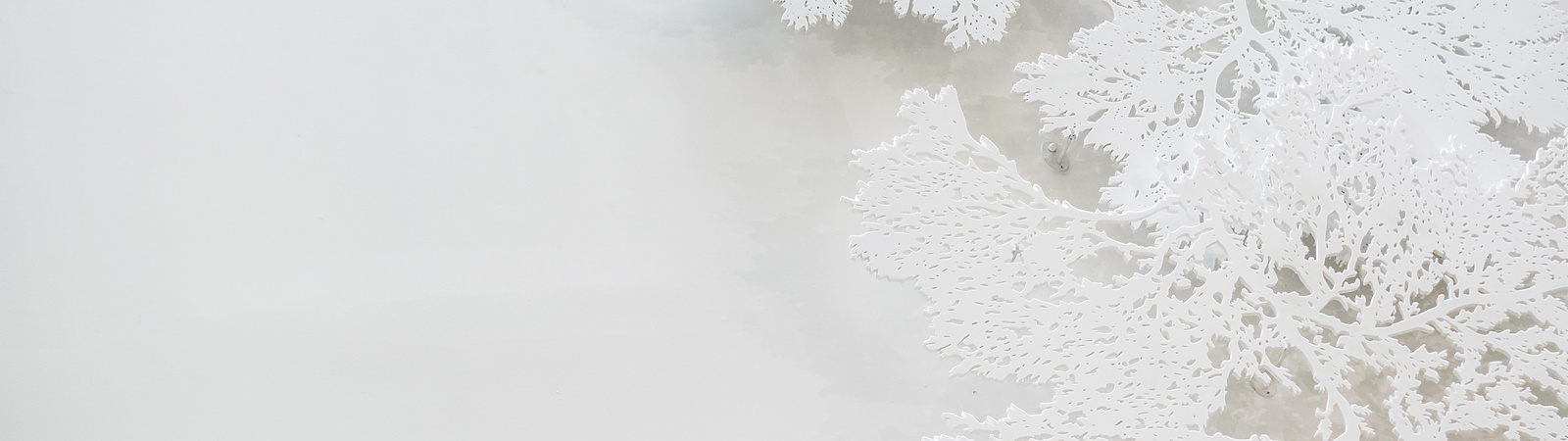 Abstract image of white tree branches on a light surface